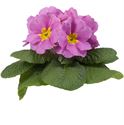 Bild von Primula P10.5 gebroken knop/1bloem Pink